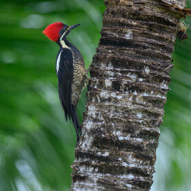 Crimson-crested woodpecker (f)